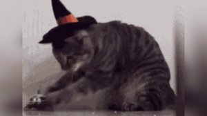 Коты на Хэллоуин, Halloween cats, Helovino katės 2022.10.31