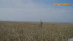 Впервые на перепела Охота со спаниелем.