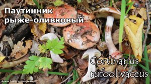 Паутинник рыже оливковый  - редкий гриб | Cortinarius rufoolivaceus