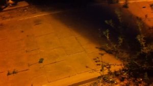 ДЕМОДЕКОЗ У КОТОВ