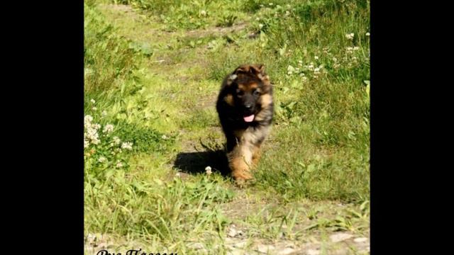 Щенок немецкой овчарки.wmv смотреть онлайн