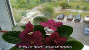 Домашняя фиалка бой быков — описание цветка