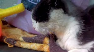 Моему коту не нравится звук расчески!