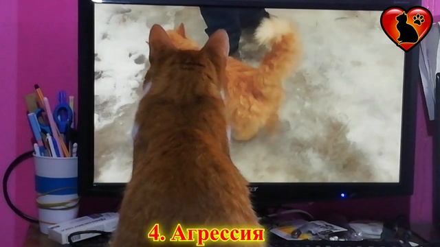 Почему дерутся кошки и что с этим делать?!Причины и пути решения! смотреть онлайн