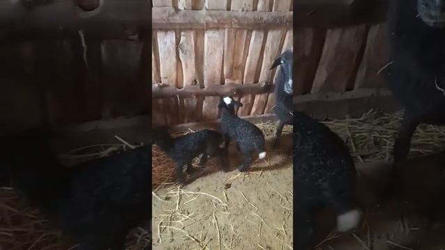 Ягнята осень 2021 смотреть онлайн