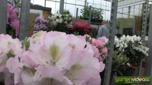 Rhododendron Hybride Brigitte