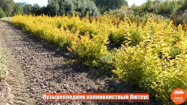 Растения в полях Подмосковного отделения «Питомника Савватеевых». смотреть онлайн