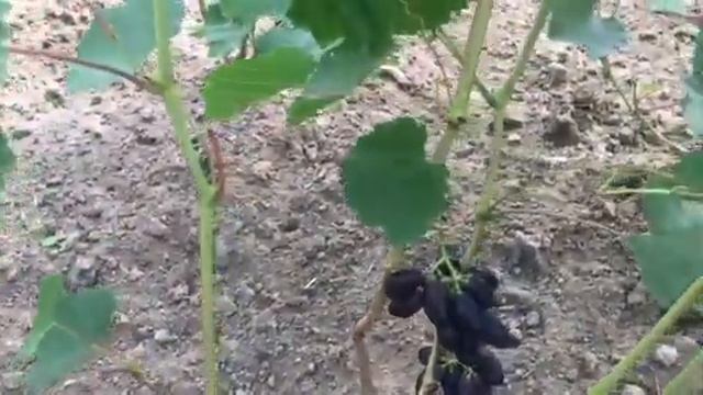 Виноград Вернисаж Калугина В.М. Первые впечатления о гибридной форме 2020г смотреть онлайн