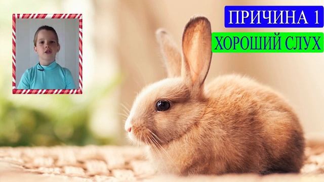 ? Почему у зайца (кролика) длинные уши смотреть онлайн