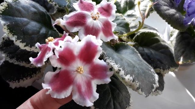 Цветение фиалок в ноябре 2021 года. смотреть онлайн