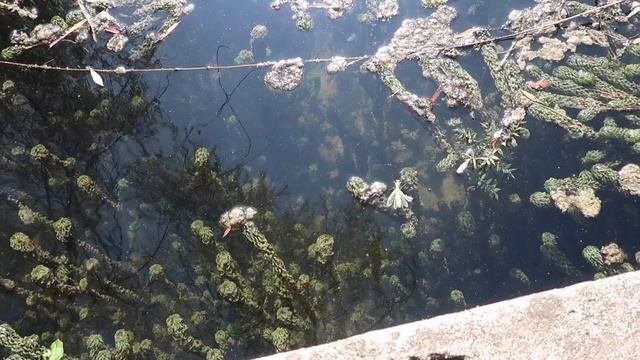 В Абхазию на машине. Новый Афон. Заброшенная ЖД станция Псырцха