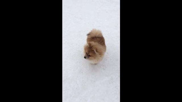 Шпиц Крош любит купаться в снегу и гулять