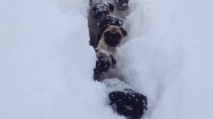 Мопсы в снегу