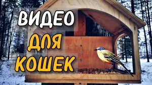 Видео для кошек. Птички летают и пищат на природе