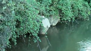 Нутрия или водяная крыса.Мир животных.
