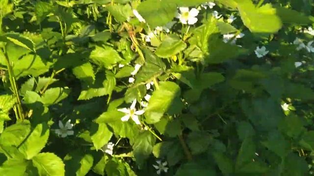 лох тей начез цветение!!! смотреть онлайн