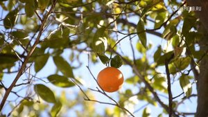 Значение имени Юлиана: карма, характер и судьба