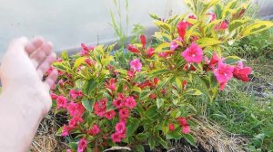 Вейгела Бригелла