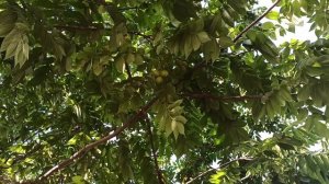 Грецкий орех в Сибири.