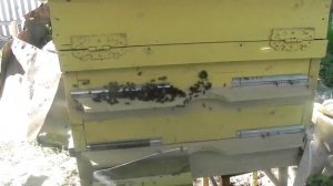 Воровство пчел. Новый отводок чуть не погиб.