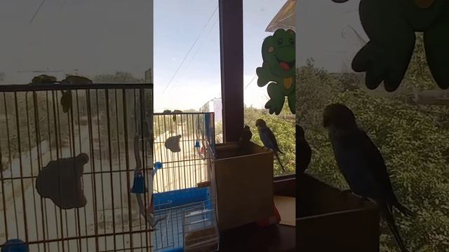 правила *как быстро научить попугая говорить* часть 3 ???? смотреть онлайн