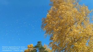 Золотая осень. Берёза сыплет золотом....