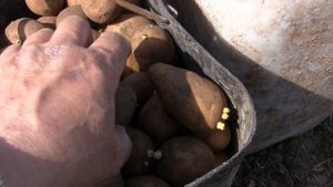 посадка картофеля 2020! сорт ГАЛА.