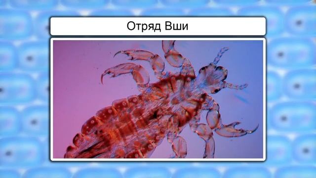 Отряды Прямокрылые, Таракановые, Вши, Равнокрылые хоботные, Полужесткокрылые. Видеоурок по биологии