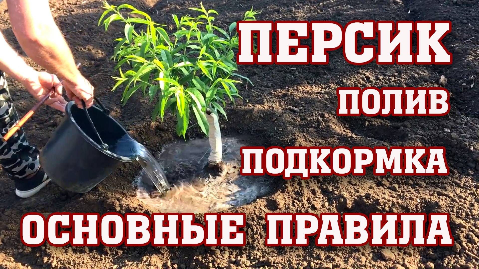 ПЕРСИК⧸ Поливаем и подкармливаем правильно!!! смотреть онлайн