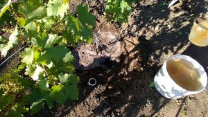 ВИНОГРАД.Чем подкормить после цветения.