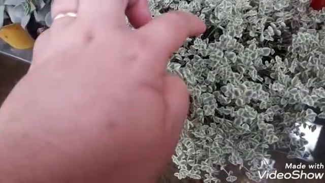 Little missy, identificando uma suculenta sedum. смотреть онлайн