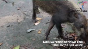 Tanjung Puting National Park at Central Borneo Pangkalan Bun