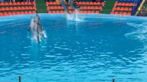 8 дельфинарий - Отдых-2017 Адлер.mp4