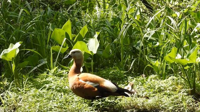 Огарь с утятами смотреть онлайн