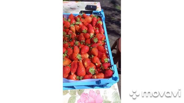 25.04.2022 #Клубника первые сборы . смотреть онлайн