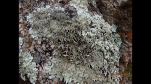 Xanthoparmelia conspersa peppered rock shield is a foliose lichen