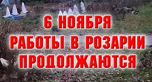 6 ноября. Работы в розариях продолжаются..mp4