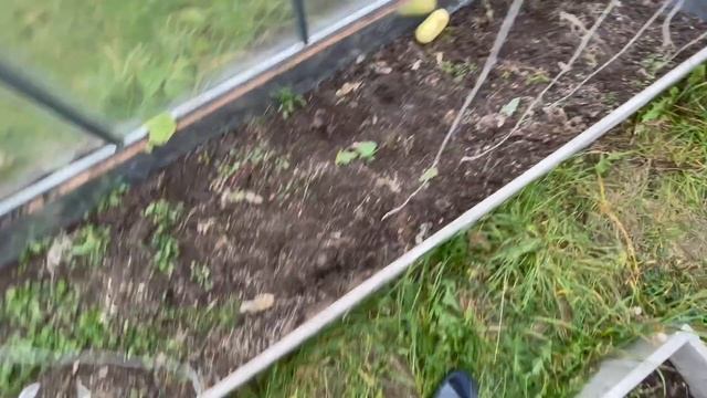 Грядки из ЦСП в теплице, состояние после сезона эксплуатации смотреть онлайн