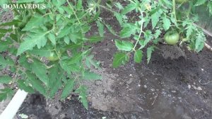 Помидоры Жируют, нет Завязи. 5 Способов СПАСТИ Томаты.