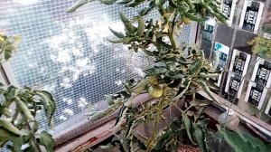 Помидоры "Шапка Мономаха", " Подснежник", "Хлебосольные" отличные сорта для Южного Урала