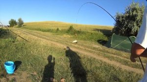 Ловля трофейного амура. Новоселицкое водохранилище.