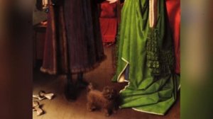 Аффенпинчеры: всё, что вы хотели знать об этой породе