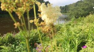 Чувствуете этот медовый запах полевых цветов?