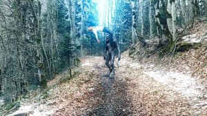 пришелец забирает тело человека на корабль нло!ужасающие кадры ,нло забрало человека,новое видео