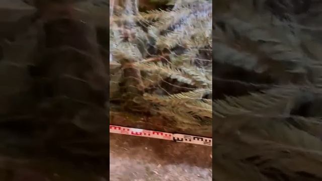Пихта Нордмана 4-4.5м