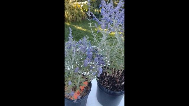 Growing Russian Sage and Caryopteris For Autumn Blue Flowers And Silver Foliage смотреть онлайн