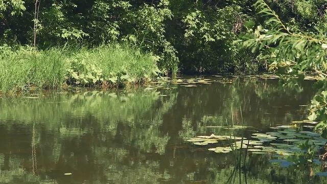 Флора и фауна реки Губерля смотреть онлайн