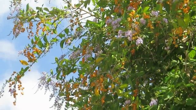 Осенняя красавица Дуранта!!!Кирьят-Ям.Израиль. смотреть онлайн