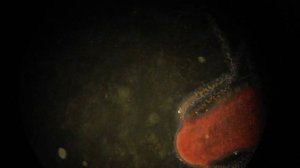 ГИДРА, ДАФНИЯ, ПЫЛЬЦА