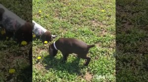 Курцхаар. Щенки 1,5 месяца